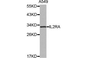 Western blot analysis of extracts of A-549 cells, using IL2RA antibody (ABIN5971534). (CD25 antibody)