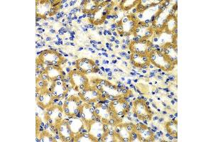 Immunohistochemistry of paraffin-embedded mouse kidney using TOMM20 antibody. (TOMM20 antibody  (AA 20-145))