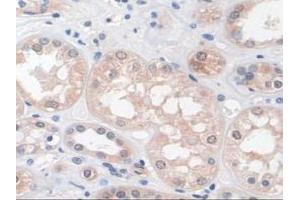 Immunohistochemistry (IHC) image for anti-phospholipase C, beta 1 (phosphoinositide-Specific) (PLCB1) (AA 316-476) antibody (ABIN7444274)