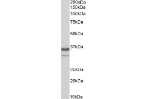 ABIN1781995 (0. (HNRNPA2B1 antibody  (Internal Region))