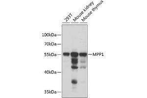 Western blot analysis of extracts of various cell lines, using MPP1 antibody  at 1:1000 dilution.