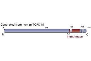 Image no. 3 for anti-Topoisomerase (DNA) II beta 180kDa (TOP2B) (AA 1281-1494) antibody (ABIN968562)