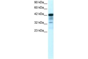 Western Blotting (WB) image for anti-POU Class 2 Homeobox 3 (POU2F3) antibody (ABIN2460495) (POU2F3 antibody)