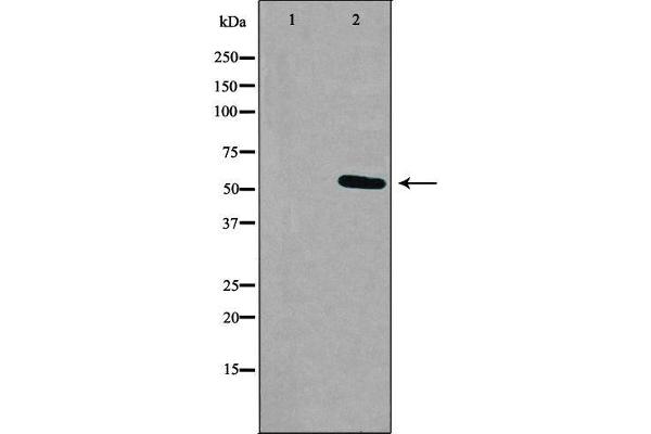Relaxin 3 Receptor 1 antibody  (Internal Region)