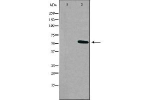 Western blot analysis of extracts from K562 cells, using RXFP3 antibody. (Relaxin 3 Receptor 1 antibody  (Internal Region))