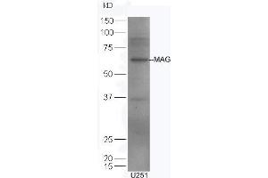 U251 lysates probed with Rabbit Anti-MAG Polyclonal Antibody, Unconjugated (ABIN726920) at 1:300 overnight at 4 °C. (MAG antibody  (AA 501-582))