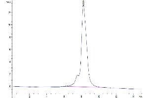 The purity of Human BAFFR is greater than 95 % as determined by SEC-HPLC. (TNFRSF13C Protein (AA 7-71) (Fc Tag))