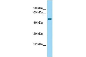 WB Suggested Anti-BEND5 Antibody Titration: 1.