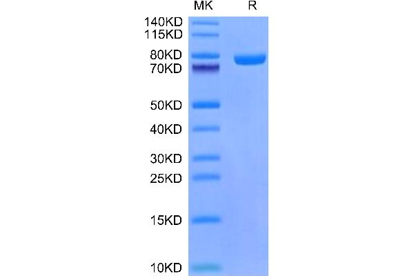 MFI2 Protein (AA 20-709) (His tag)