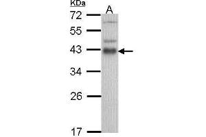 WB Image Sample (30 ug of whole cell lysate) A: Hela 12% SDS PAGE ATF1 antibody antibody diluted at 1:1000 (AFT1 antibody  (C-Term))