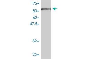 Western Blot detection against Immunogen (88. (ZYX antibody  (AA 1-572))