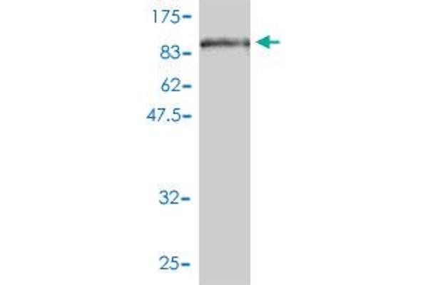 ZYX antibody  (AA 1-572)
