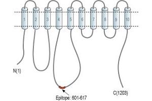 ATPase, Ca++ Transporting, Plasma Membrane 4 (ATP2B4) peptide