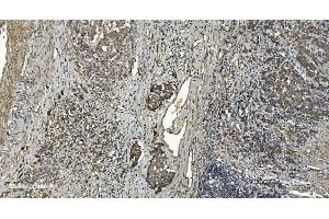 IHC analysis of RGS6 using anti-RGS6 antibody (ABIN7602326). (RGS6 antibody  (AA 7-357))