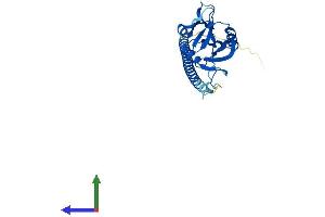 AlphaFold protein structure predicition of Human Recombinant CLEC1B Protein, UniprotID Q9P126 (C-Type Lectin Domain Family 1, Member B (CLEC1B) (AA 1-229) protein (His tag))