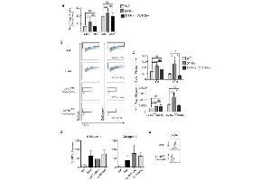 Flow Cytometry (FACS) image for anti-Collagen, Type I (COL1) antibody (ABIN5596819)