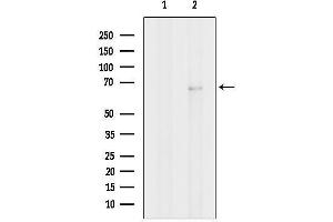 Western blot analysis of lysates from Hela cells, using Nurr1/NR4 Antibody.