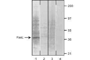 Western Blotting (WB) image for anti-Fas Ligand (TNF Superfamily, Member 6) (FASL) antibody (ABIN1176953) (FASL antibody)