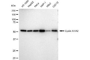 Western blotting analysis using Cyclin A1/A2 antibody (ABIN7798185).