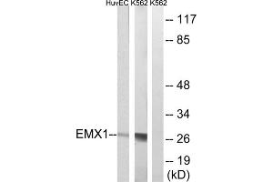 Western blot analysis of extracts from HuvEc and K562 cells, using EMX1 antibody.