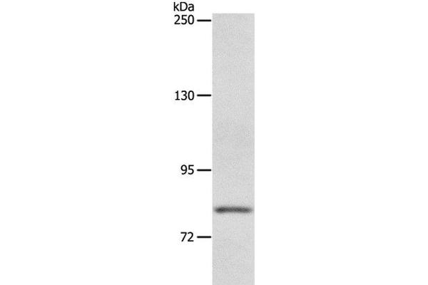 ABCB6 antibody