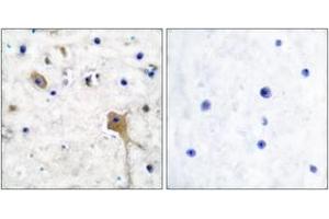 Immunohistochemistry analysis of paraffin-embedded human brain tissue, using SH-PTP2 Antibody. (PTPN11 antibody  (AA 321-370))