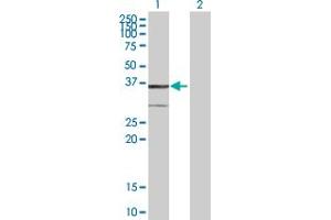 Western Blot analysis of BDH1 expression in transfected 293T cell line by BDH1 MaxPab polyclonal antibody. (BDH1 antibody  (AA 1-343))