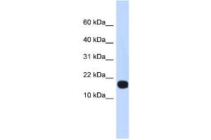 WB Suggested Anti-ID4 Antibody Titration:  0. (ID4 antibody  (Middle Region))