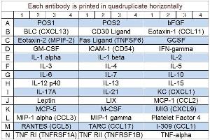 Image no. 1 for Mouse Cytokine Array Q5 (ABIN625777)