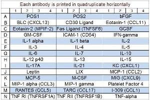 Image no. 1 for Mouse Cytokine Array Q5 (ABIN625778) (Mouse Cytokine Array Q5)