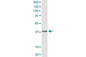 FRZB antibody  (AA 1-325)