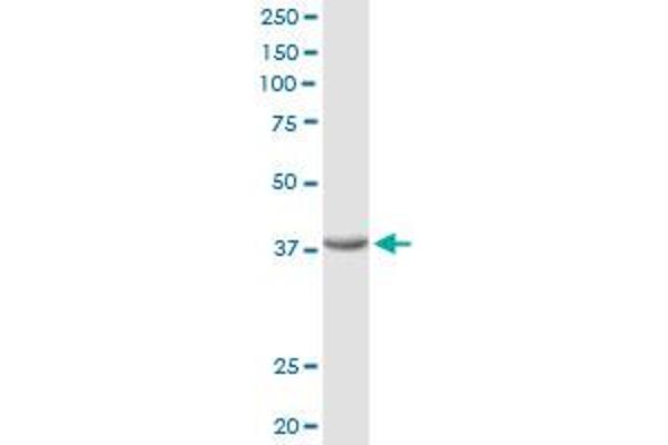 FRZB antibody  (AA 1-325)