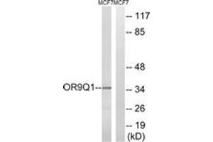 Western blot analysis of extracts from MCF-7 cells, using OR9Q1 Antibody. (OR9Q1 antibody  (AA 234-283))