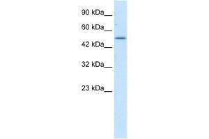 Western Blot showing ZNF683 antibody used at a concentration of 1-2 ug/ml to detect its target protein. (ZNF683 antibody  (N-Term))