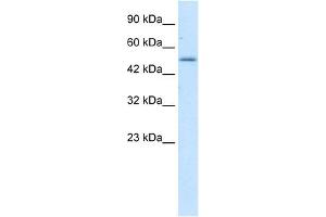 Western Blot showing ZNF683 antibody used at a concentration of 1-2 ug/ml to detect its target protein.