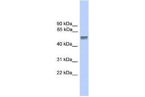 CDR2L antibody used at 0. (CDR2L antibody  (N-Term))