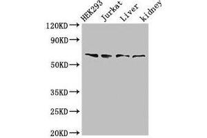 TXK antibody  (AA 32-83)