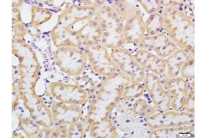 Paraformaldehyde-fixed, paraffin embedded rat kidney tissue, Antigen retrieval by boiling in sodium citrate buffer(pH6) for 15min, Block endogenous peroxidase by 3% hydrogen peroxide for 30 minutes, Blocking buffer (normal goat serum) at 37°C for 20min, Antibody incubation with Rabbit Anti-beta defensin 1 Polyclonal Antibody, Unconjugated  at 1:200 overnight at 4°C, followed by a conjugated secondary and DAB staining (beta Defensin 1 antibody  (AA 33-68))