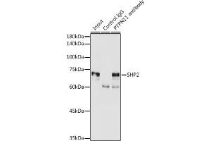 Immunoprecipitation analysis of 300 μg extracts of MCF7 cells using 3 μg SHP2 antibody (ABIN6131893, ABIN6146440, ABIN6146441 and ABIN7101402). (PTPN11 antibody  (AA 1-460))