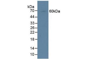 Western blot analysis of Human Raji Cells. (CENPI antibody  (AA 292-528))