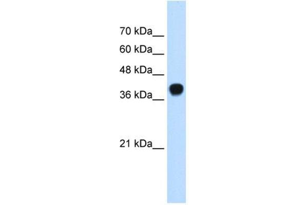 SQLE antibody  (C-Term)