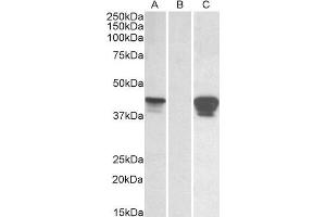 HEK293 lysate (10 µg protein in RIPA buffer) overexpressing Human SLAMF8 with C-terminal MYC tag probed with ABIN1590096 (0. (SLAMF8 antibody  (C-Term))