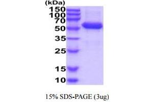 SDS-PAGE (SDS) image for Butyrophilin, Subfamily 3, Member A1 (BTN3A1) (AA 30-254) protein (hIgG-His-tag) (ABIN6388072)