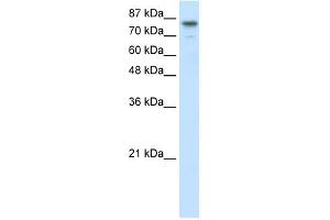 SMARCA3 antibody (20R-1090) used at 0. (HLTF antibody  (N-Term))
