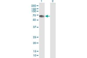 CBFA2T2 antibody  (AA 1-575)