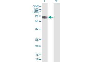 Western Blot analysis of CBFA2T2 expression in transfected 293T cell line by CBFA2T2 MaxPab polyclonal antibody.