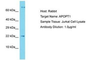 Image no. 1 for anti-Apoptogenic 1, Mitochondrial (APOPT1) (C-Term) antibody (ABIN6750485)