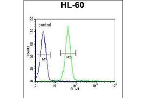 Flow cytometric analysis of HL-60 cells (right histogram) compared to a negative control cell (left histogram).