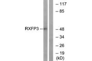 Western blot analysis of extracts from K562 cells, using RXFP3 Antibody. (Relaxin 3 Receptor 1 antibody  (AA 161-210))
