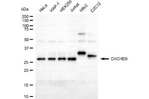 anti-Coiled-Coil-Helix-Coiled-Coil-Helix Domain Containing 6 (CHCHD6) antibody